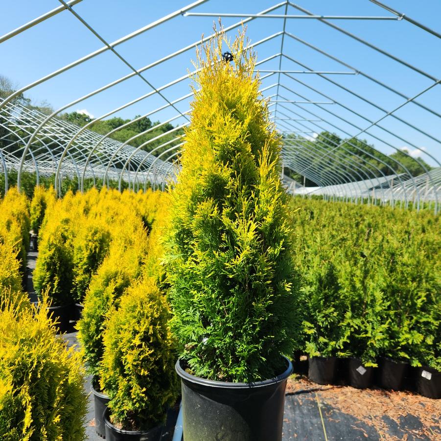 Thuja occidentalis Amber Gold