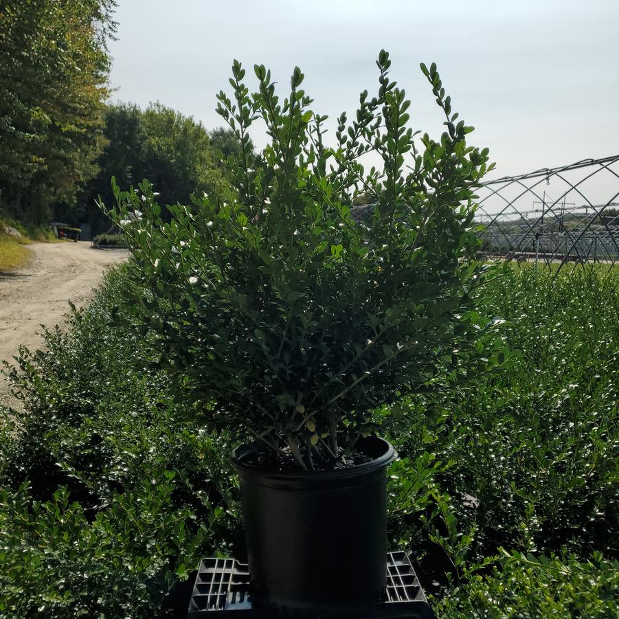 Ilex crenata Winterscape Chilly Willy