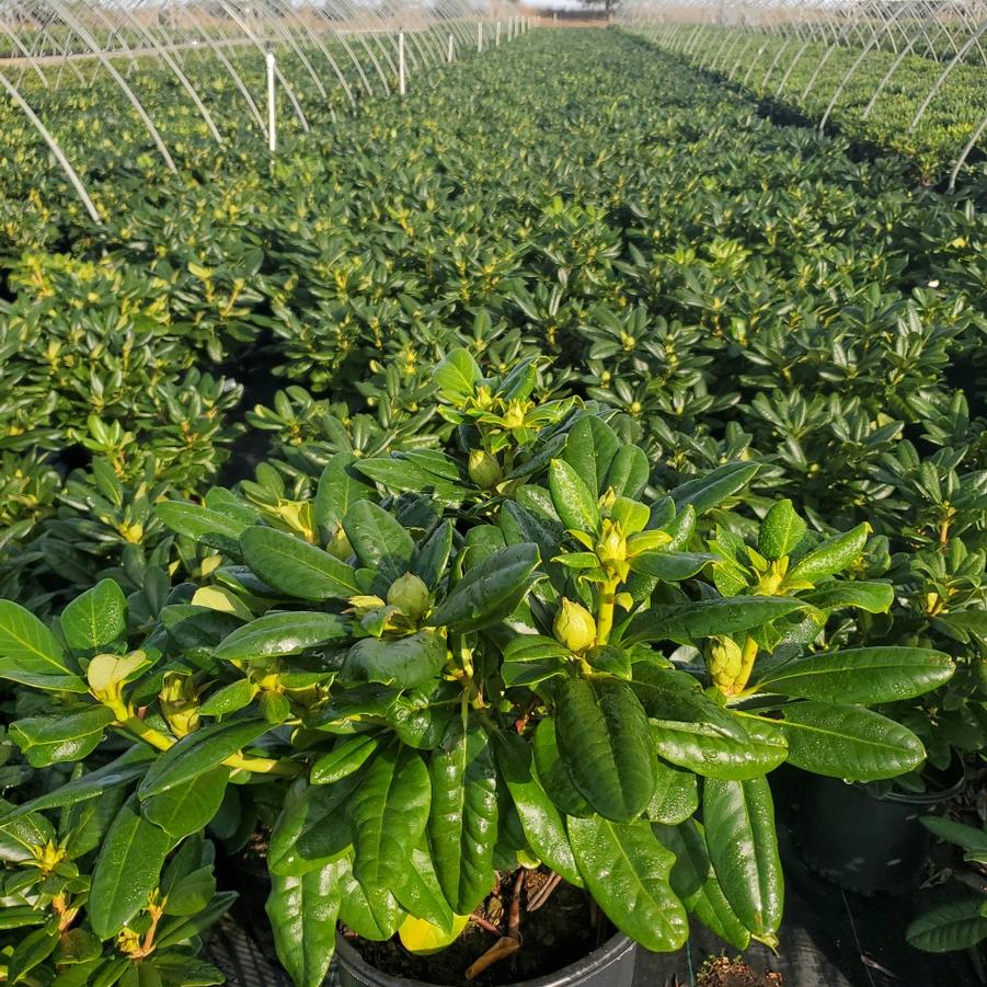 Rhododendron 'Scintillation'