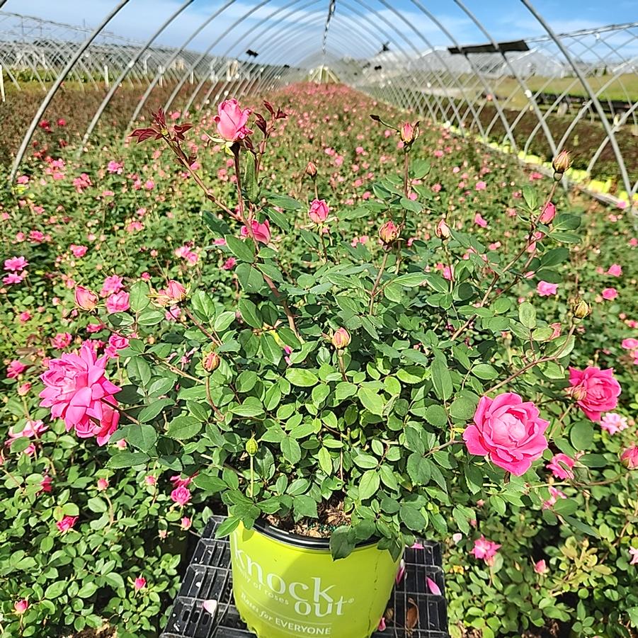 Rosa Double Pink Knock Out®