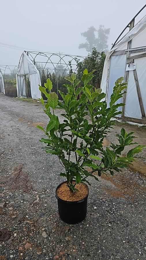 Magnolia liliiflora Jane