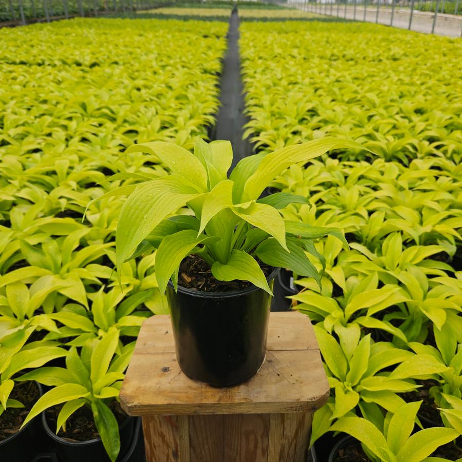 Hosta 'Dancing Queen'