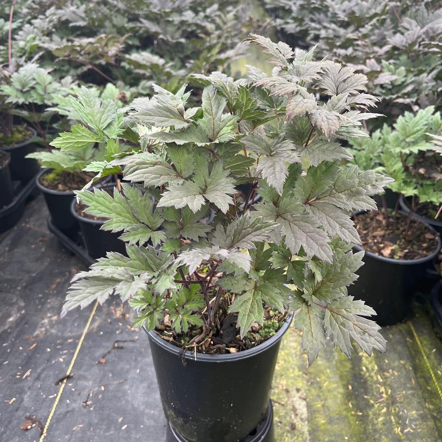 Actaea racemosa 'Brunette'