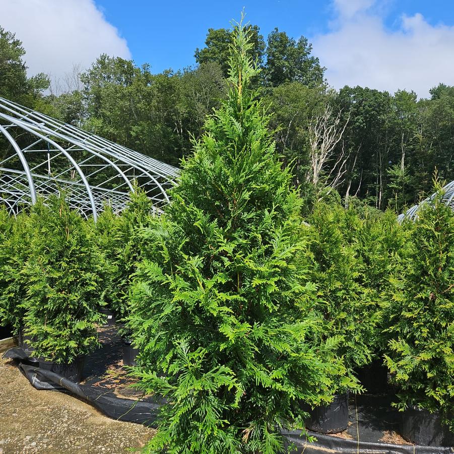 Thuja X 'Green Giant'