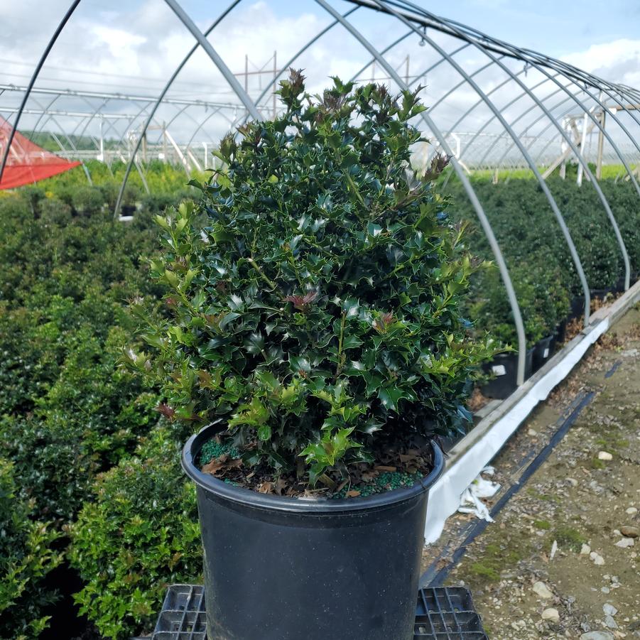 Ilex X Red Beauty™