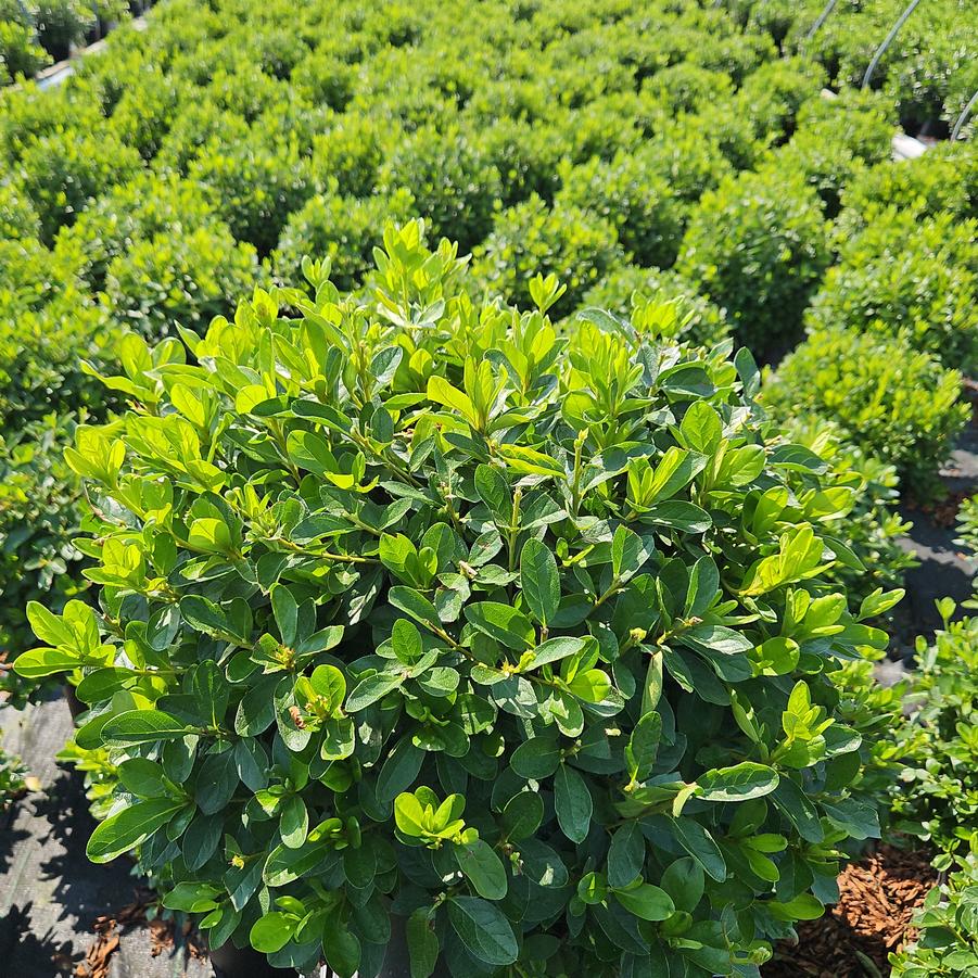 Azalea Delaware Valley White