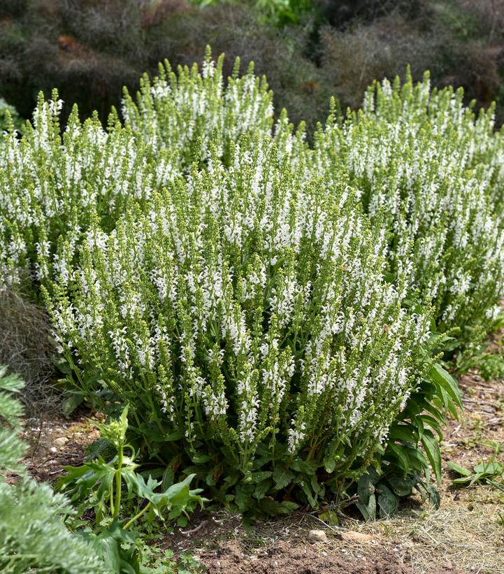 Salvia nemorosa 'White Profusion'