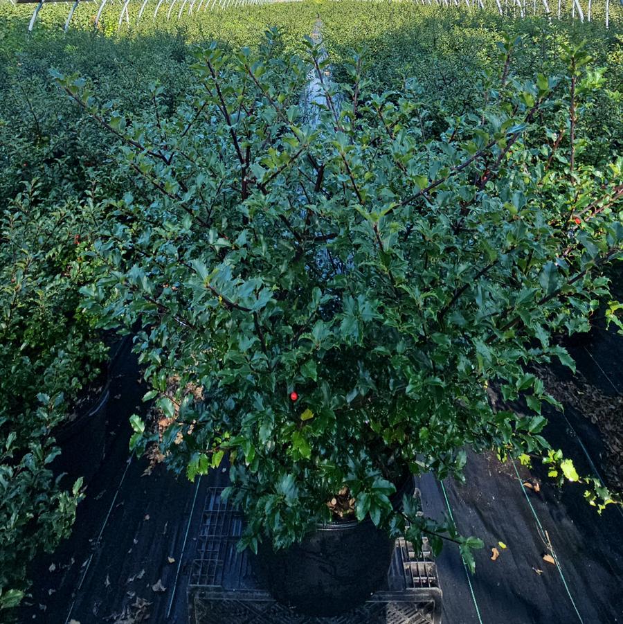 Ilex X meserveae Blue Princess