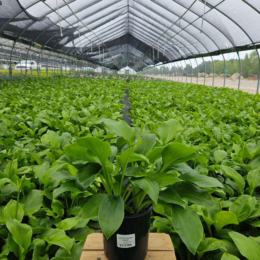 Hosta 'Royal Crest'