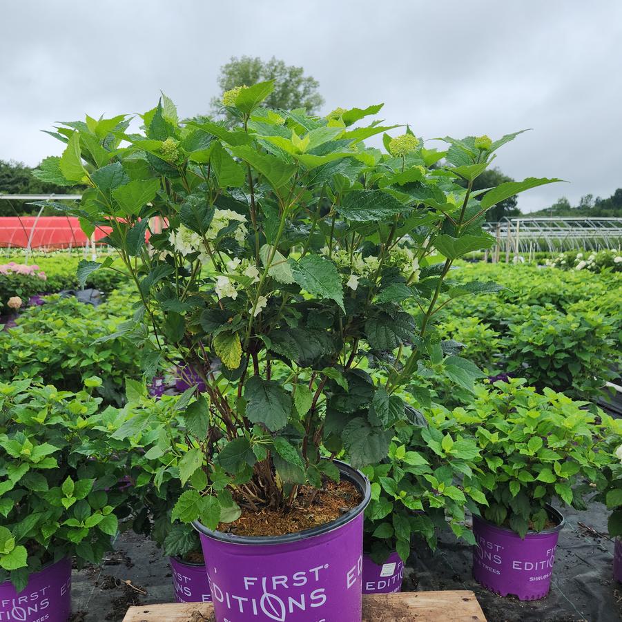 Hydrangea arborescens FlowerFull™