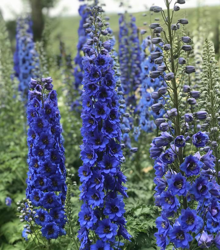 Delphinium New Millennium™ 'Blue Buccaneers'