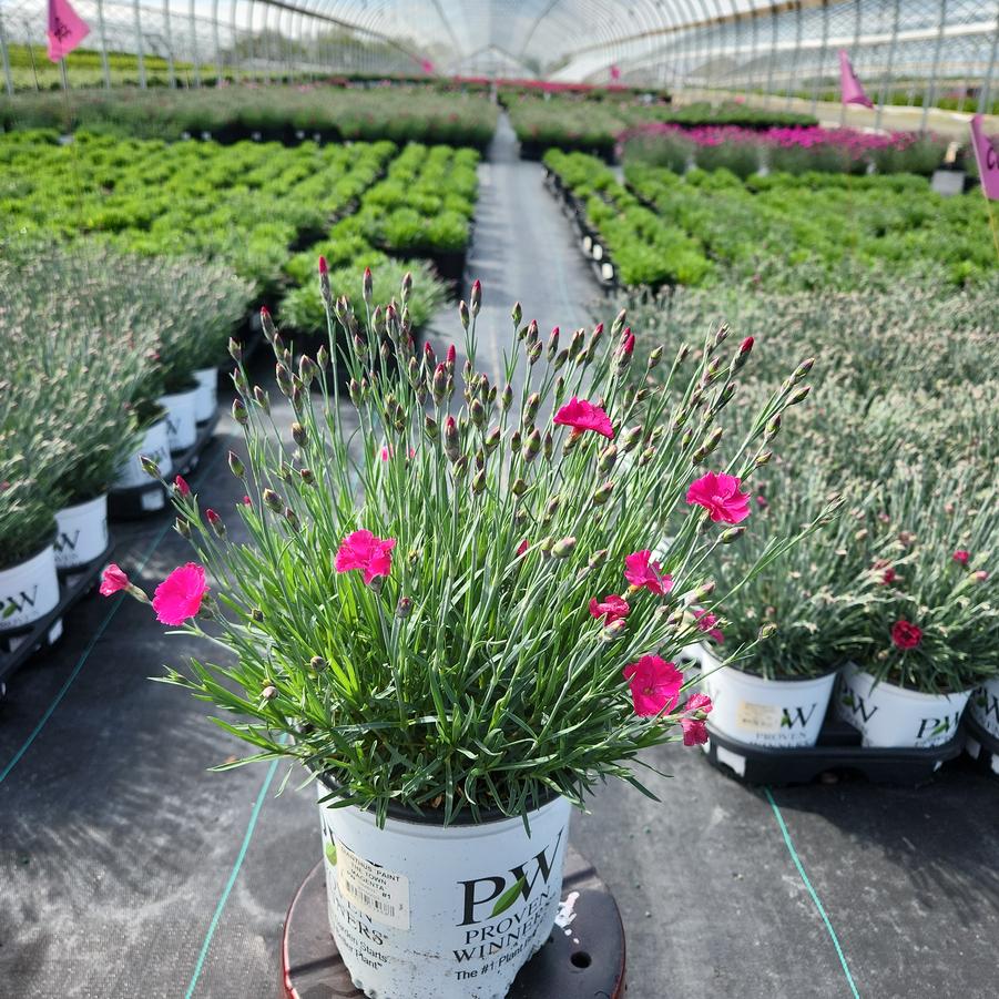 Dianthus hybrid Paint the Town Magenta