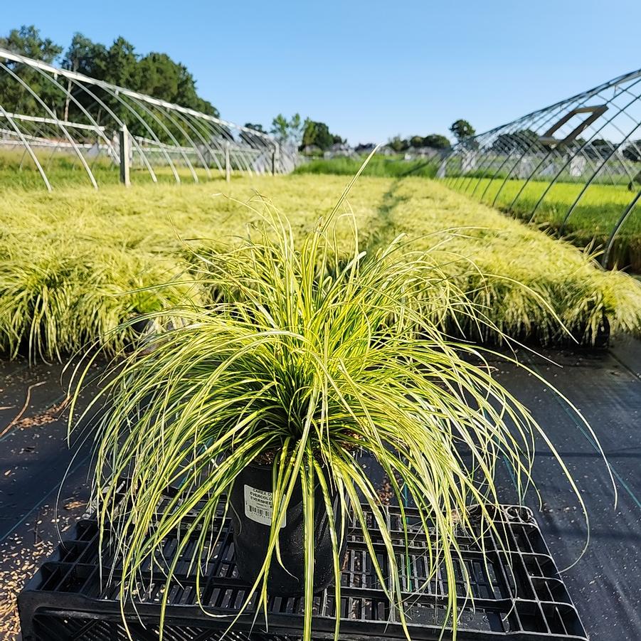 Carex oshimensis EverColor® 'Eversheen'