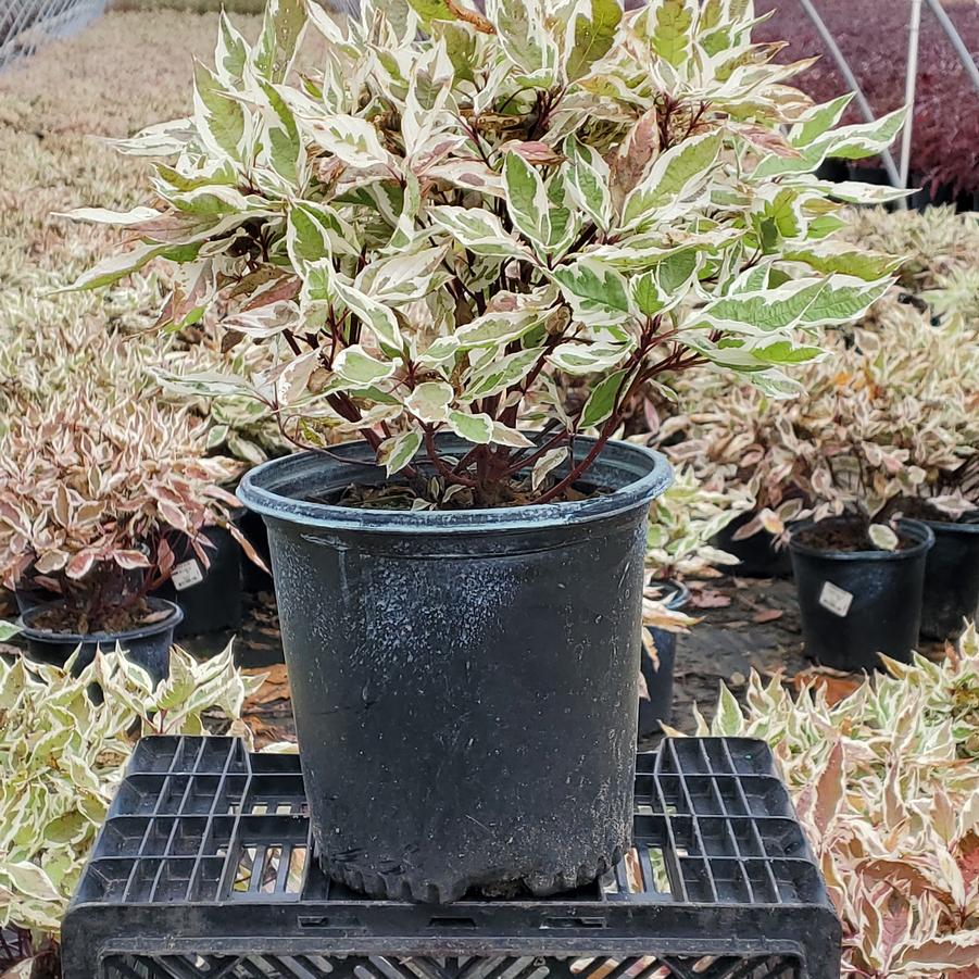 Cornus alba Ivory Halo®