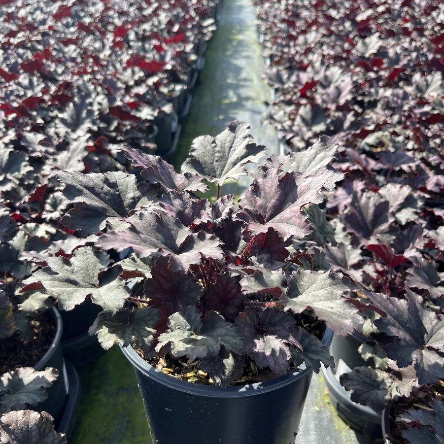 Heuchera Frosted Violet