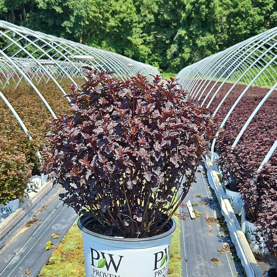 Physocarpus opulifolius Summer Wine® Black