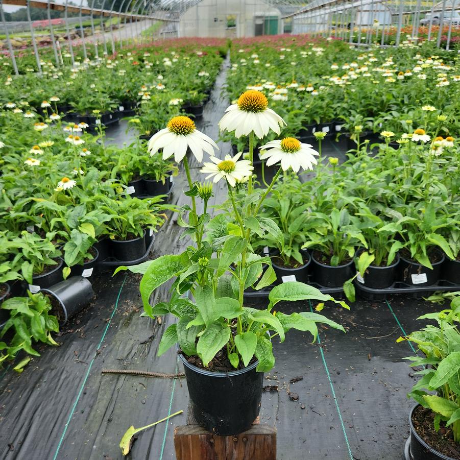 Echinacea Pow Wow® White