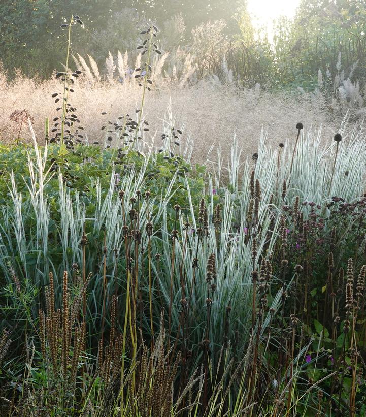 Schizachyrium scoparium 'Ha Ha Tonka'