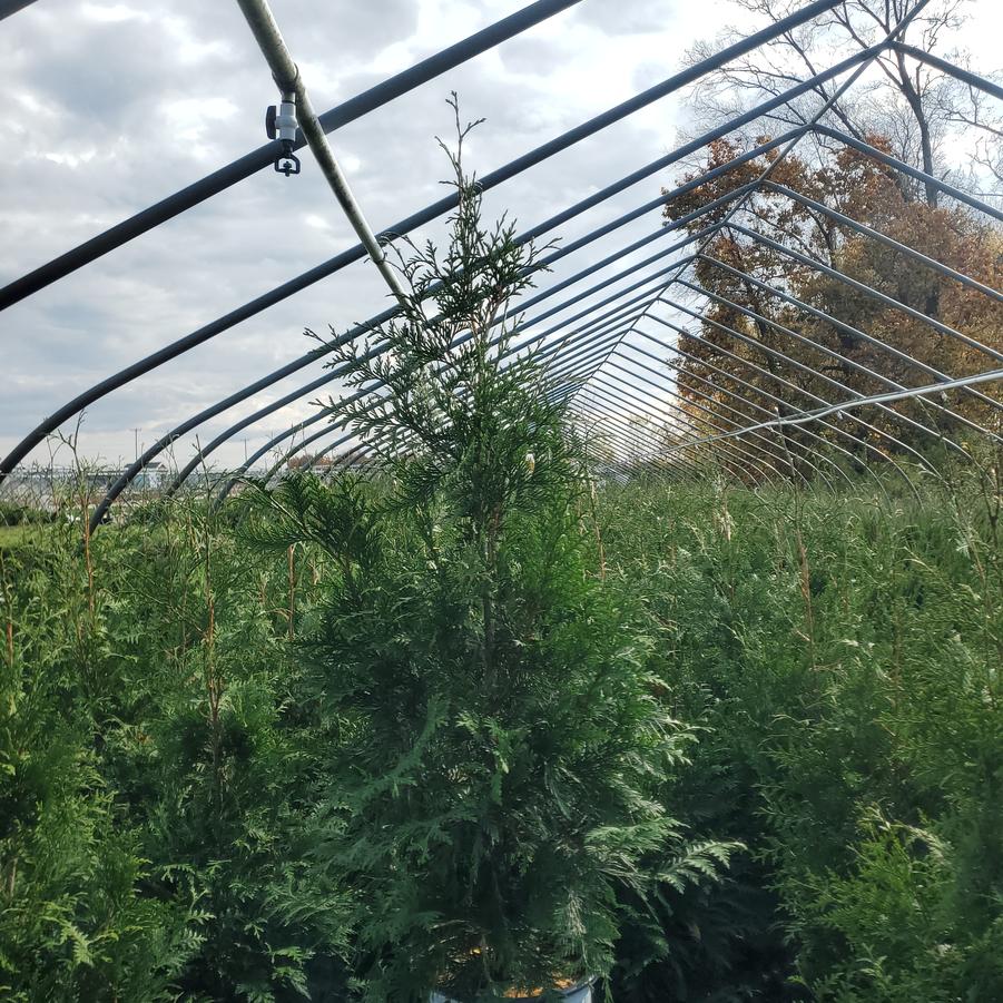 Thuja plicata Spring Grove®