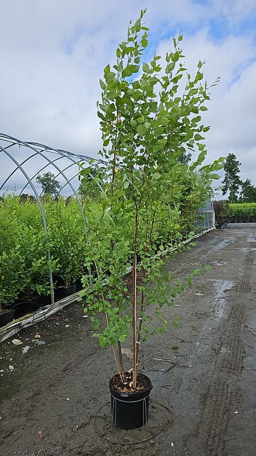 Betula nigra 'Heritage'