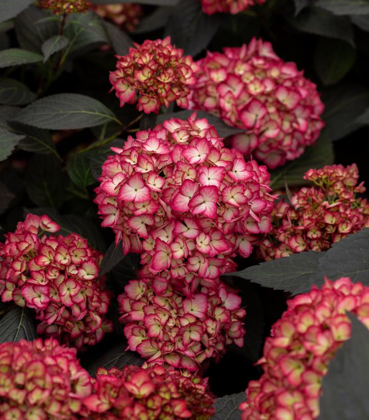 Hydrangea mac. Eclipse®