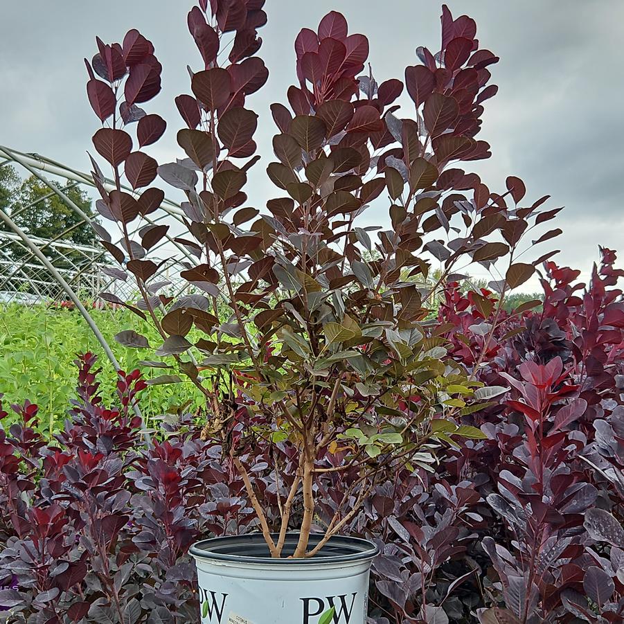 Cotinus coggygria Winecraft Black®