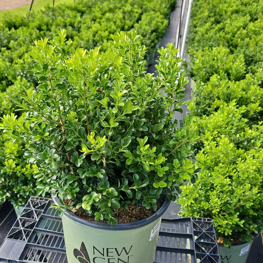 Buxus NewGen Independence®