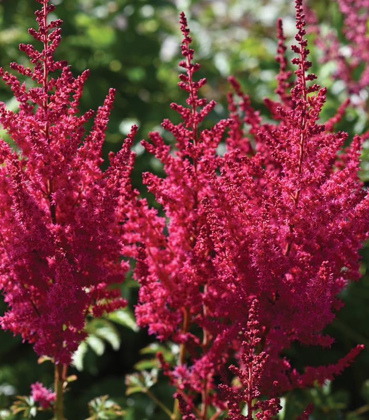 Astilbe chinensis You and Me Forever®