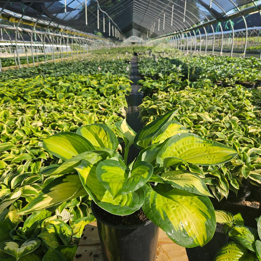 Hosta Pauls Glory