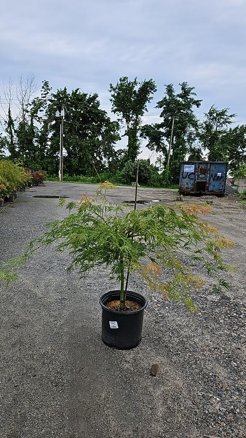 Acer palmatum dissectum 'Waterfall'