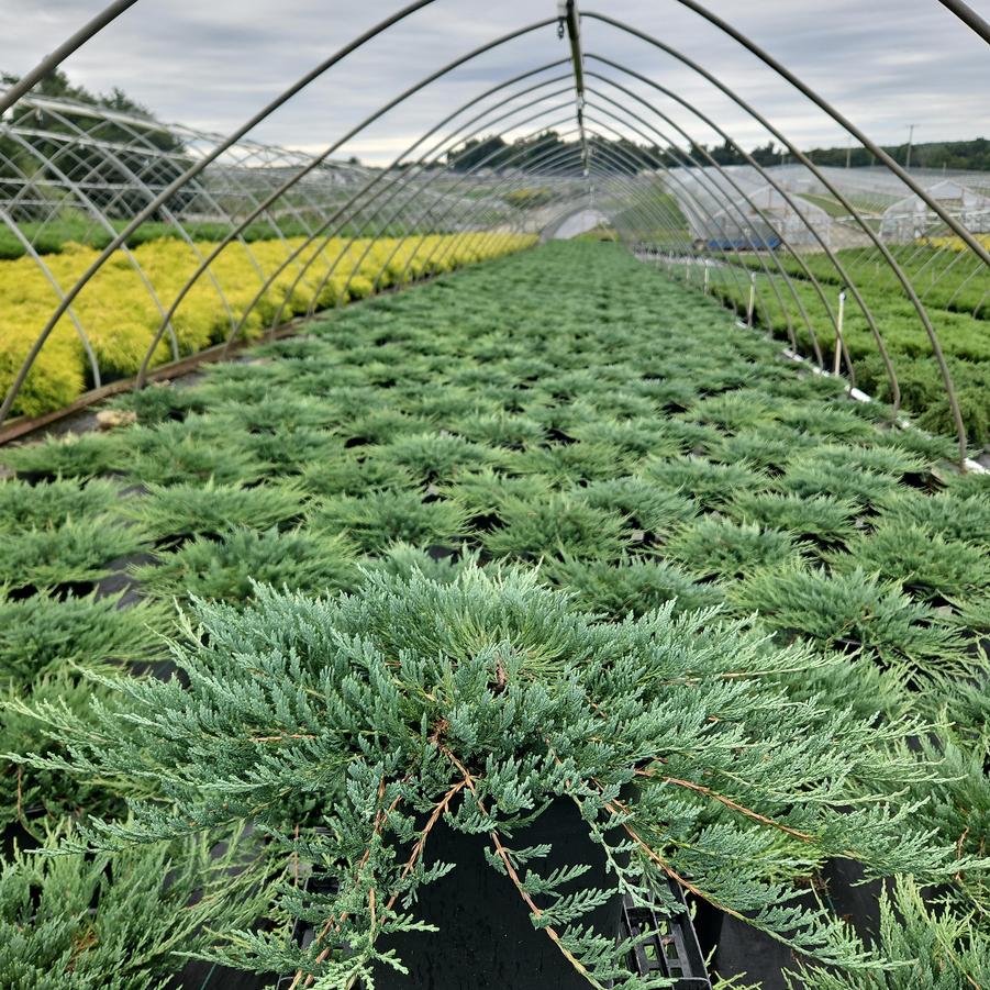 Juniperus horizontalis 'Bar Harbor'