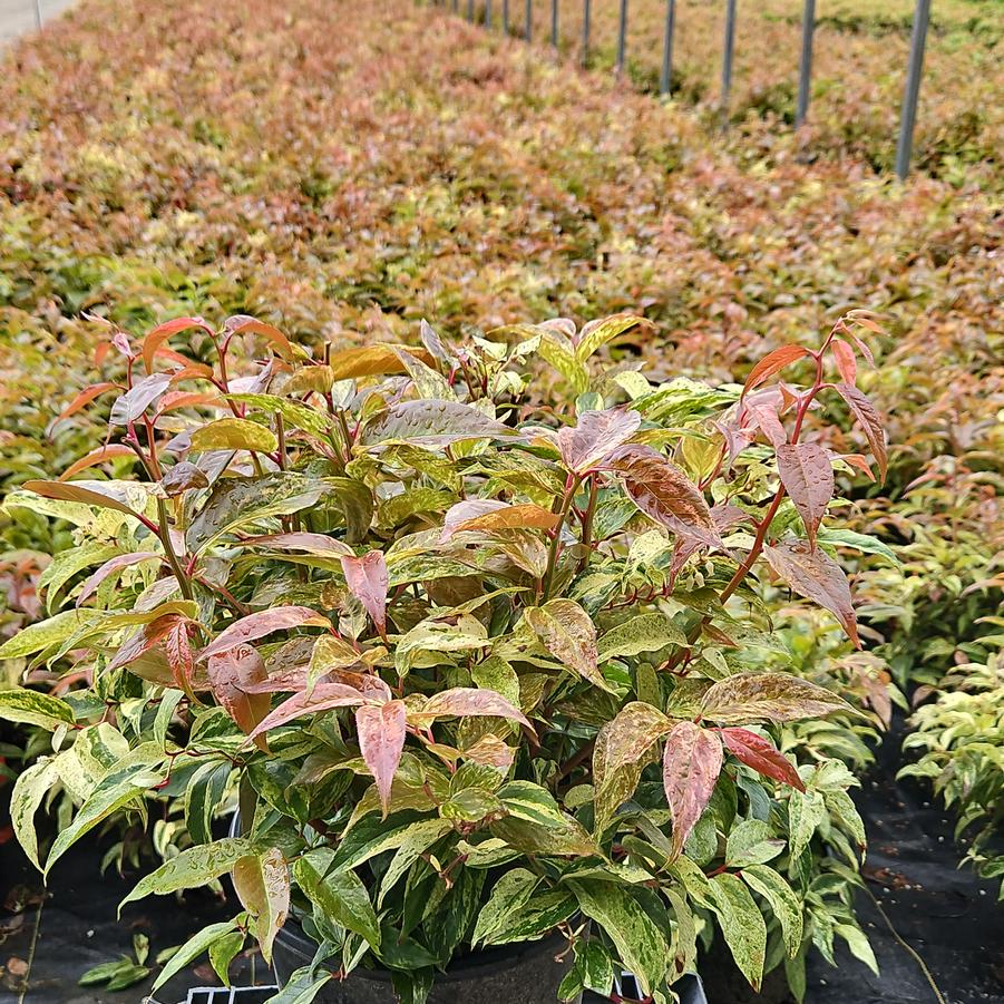 Leucothoe fontanesiana Rainbow