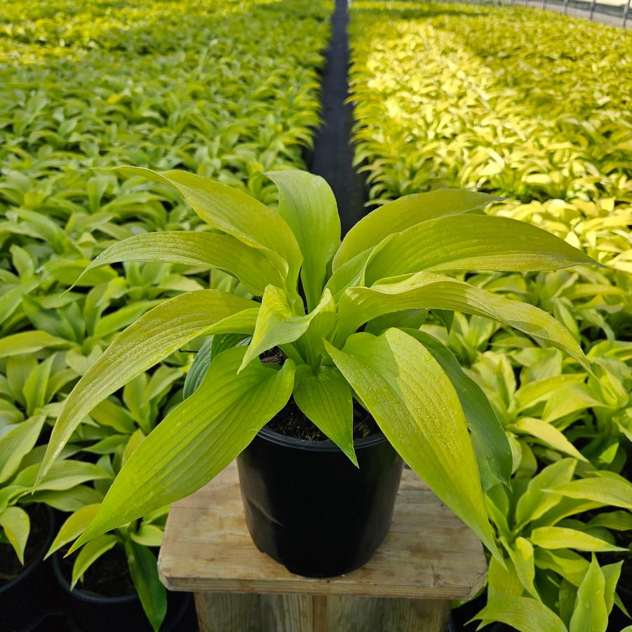 Hosta 'Dancing Queen'