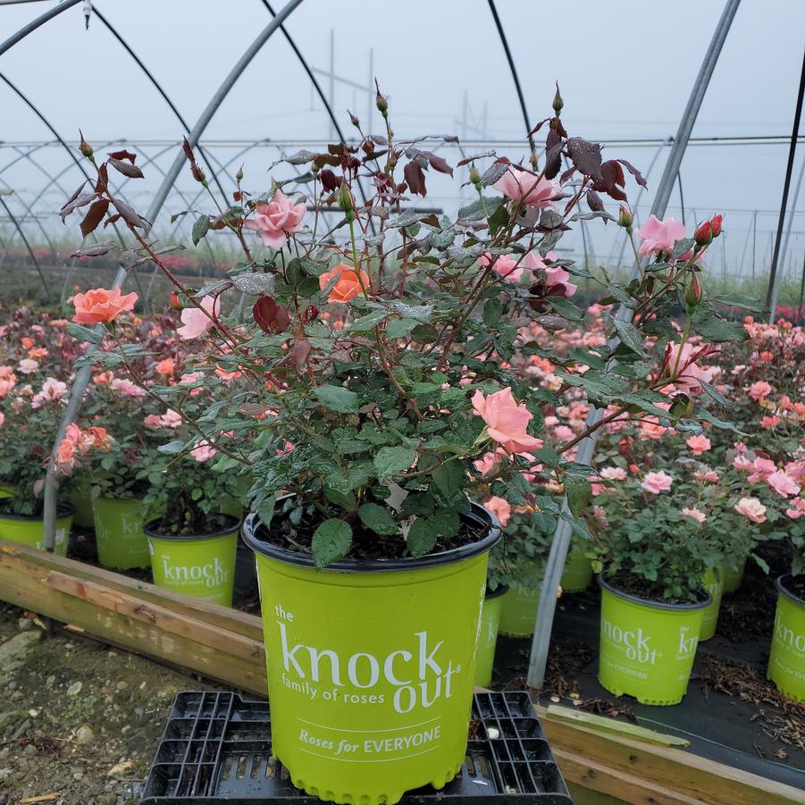 Rosa Coral Knock Out®