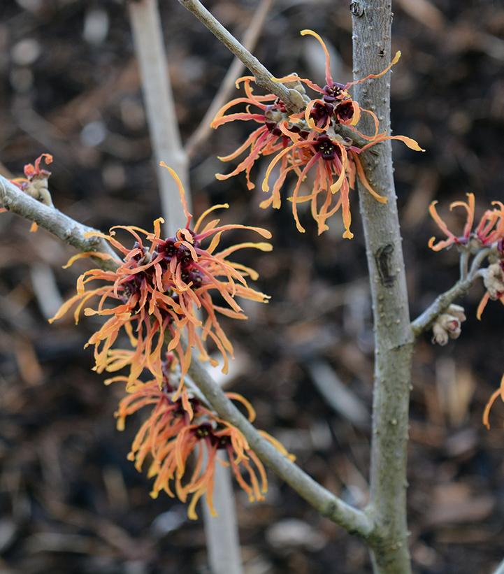 Hamamelis x intermedia Copper Beauty