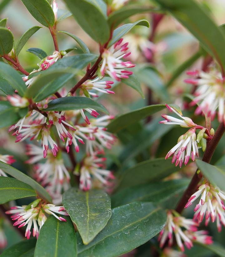 Sarcococca hookeriana Sweet & Lo™