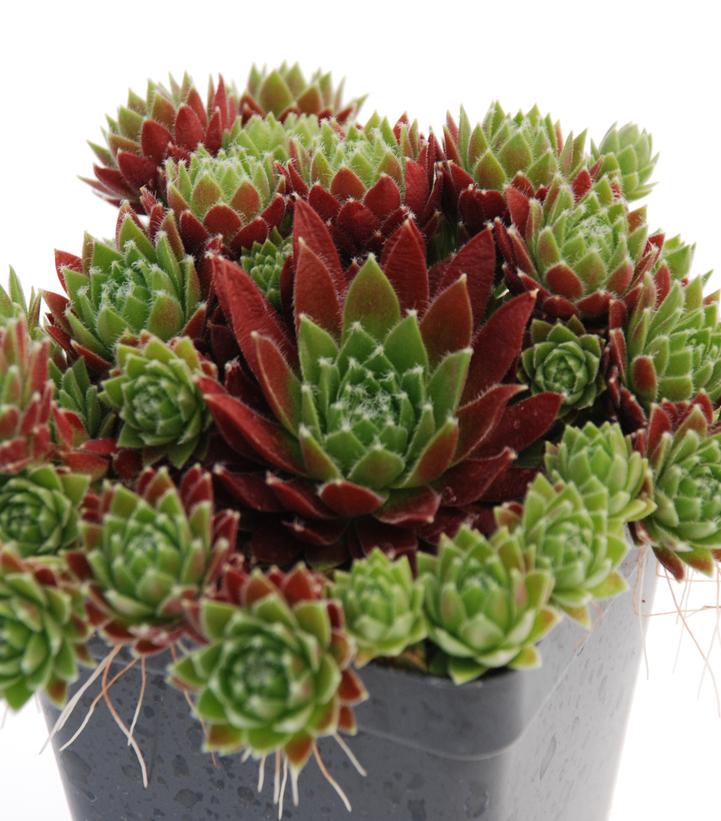 Sempervivum 'Jeanne D'Arc'