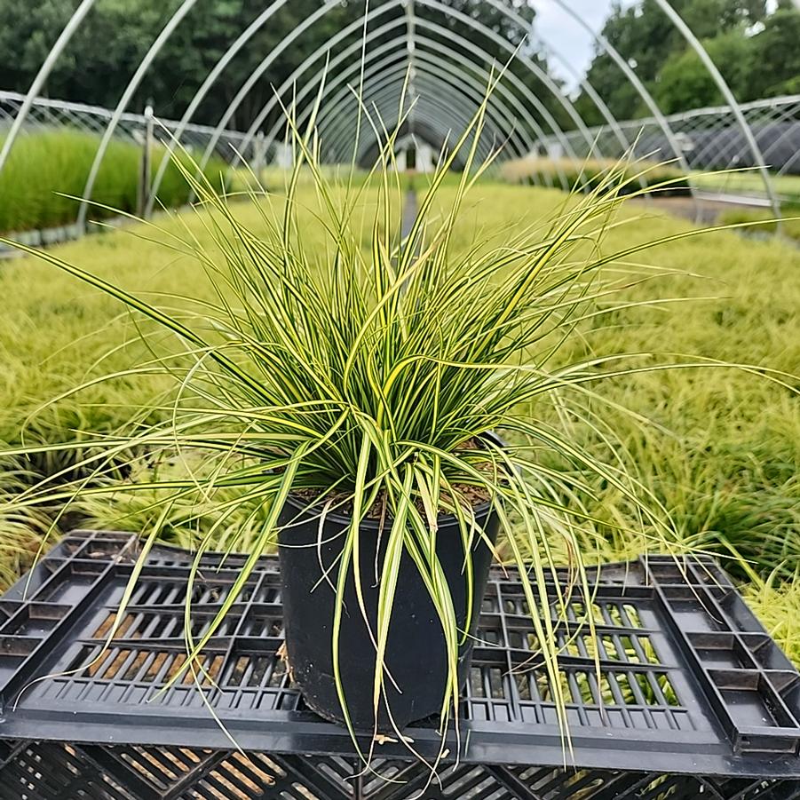 Carex oshimensis EverColor® 'Eversheen'