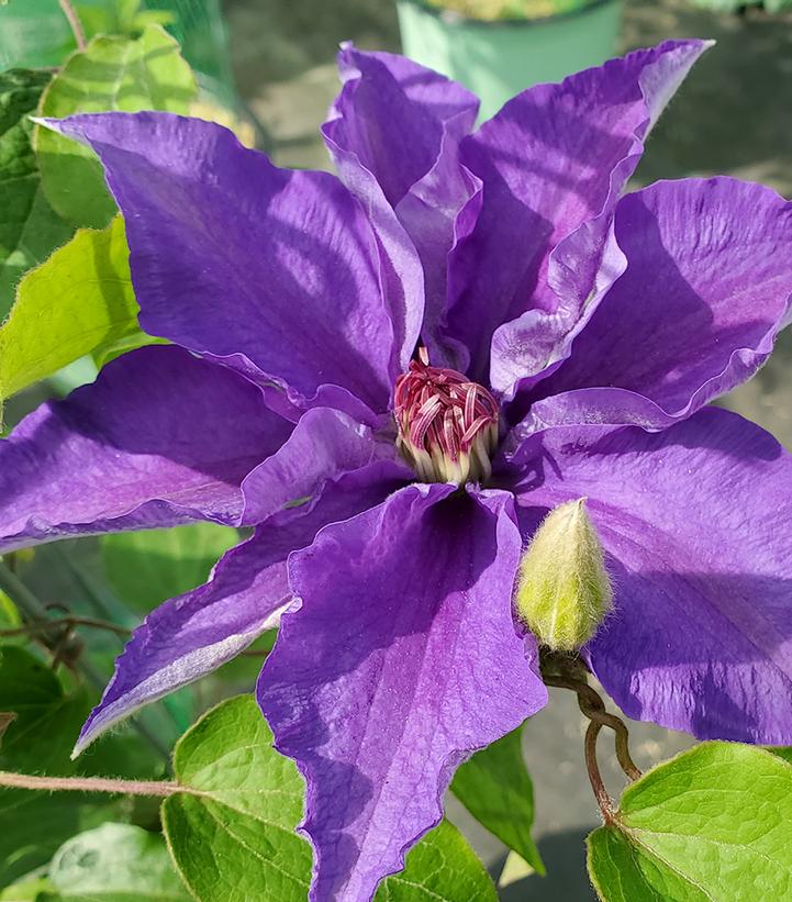 Clematis Lindsay™