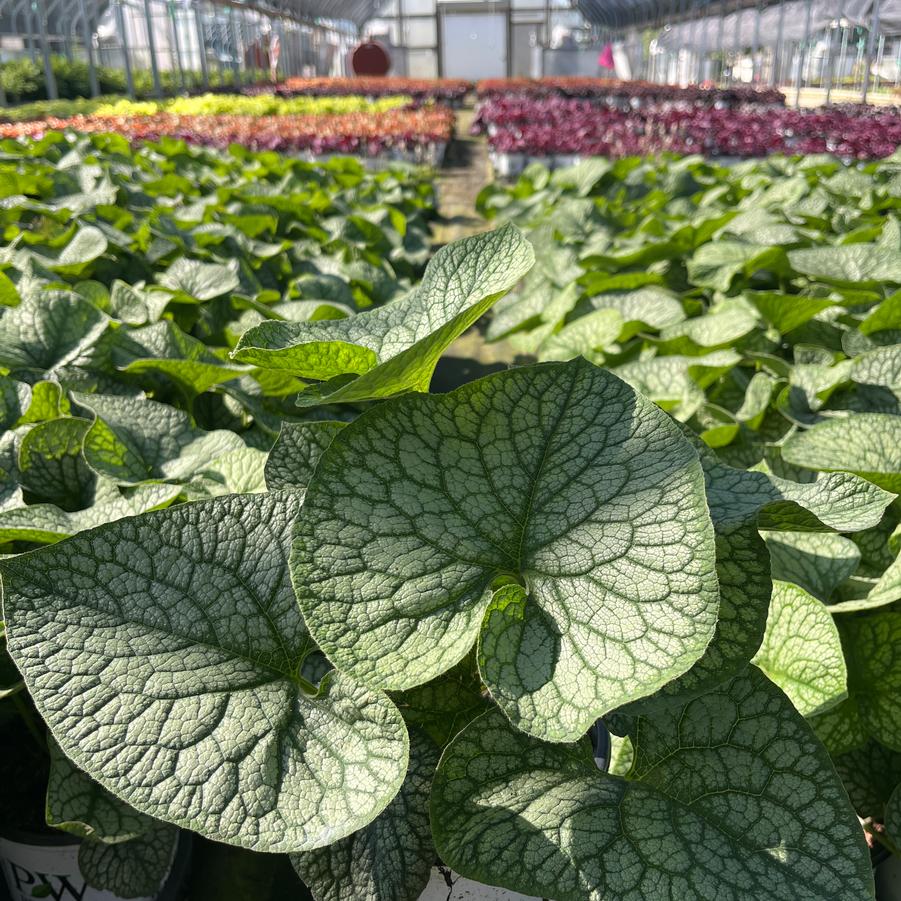 Brunnera macrophylla 'Jack of Diamonds'