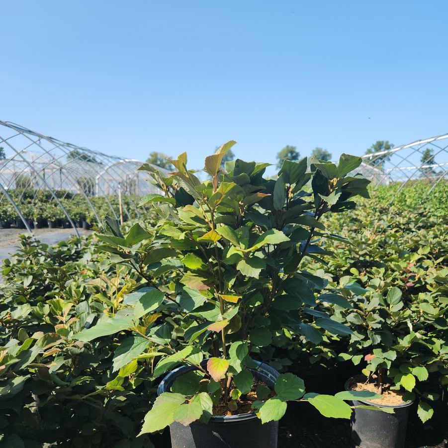 Fothergilla major 'Mount Airy'