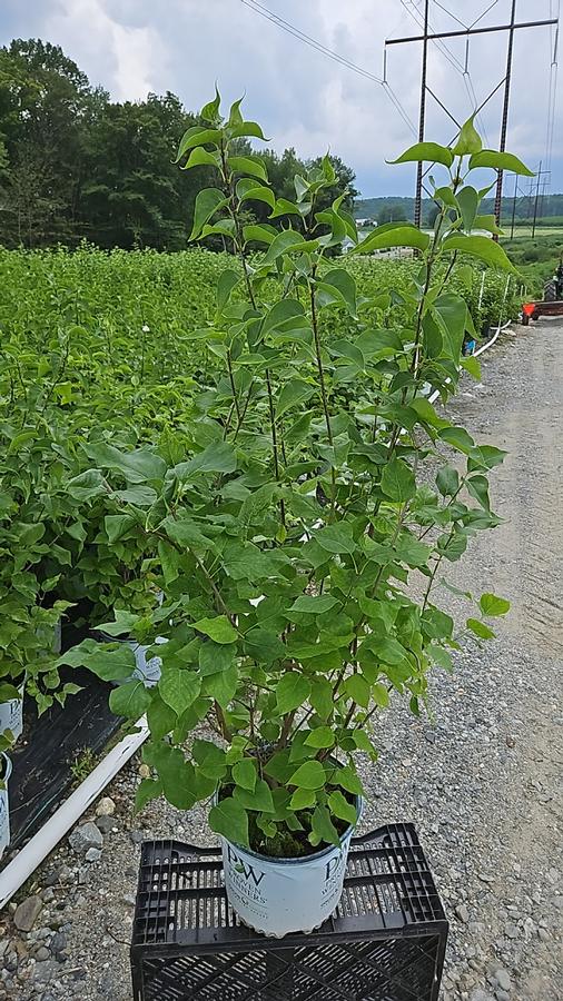 Syringa x hyacinthiflora Scentara Pura®