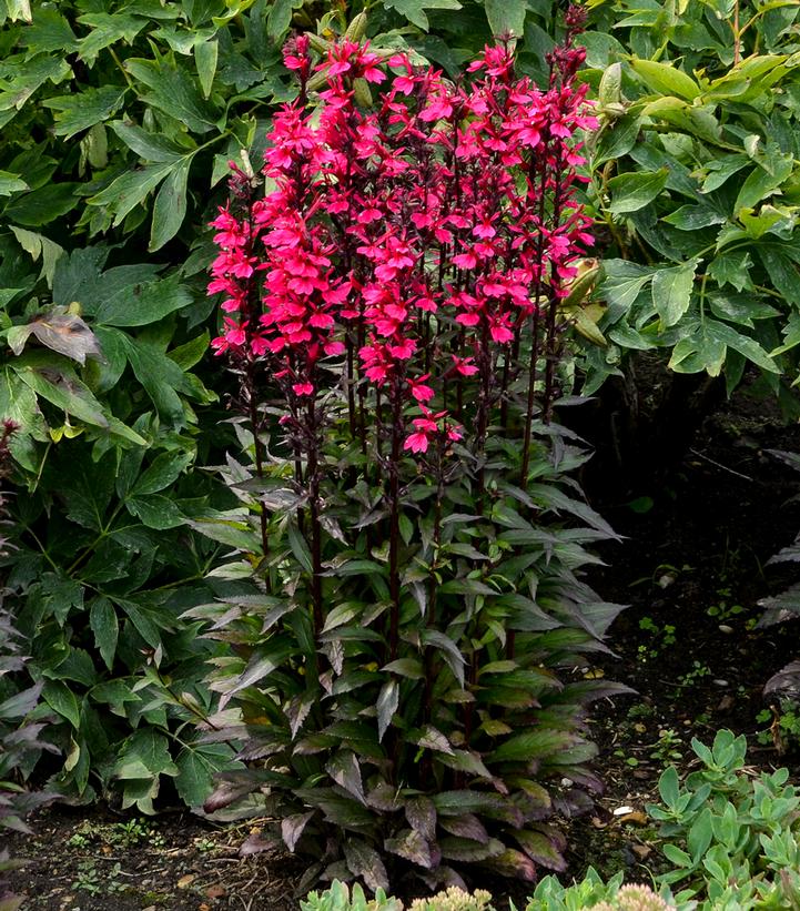 Lobelia speciosa Starship™ Rose