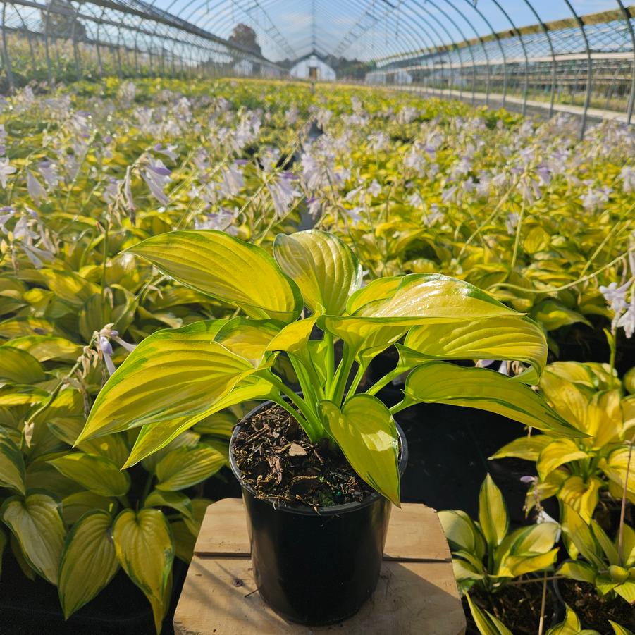 Hosta 'Stained Glass'