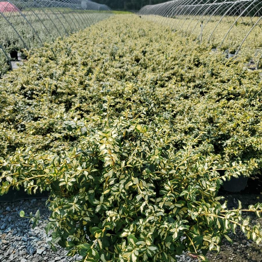 Euonymus fortunei 'Moonshadow'