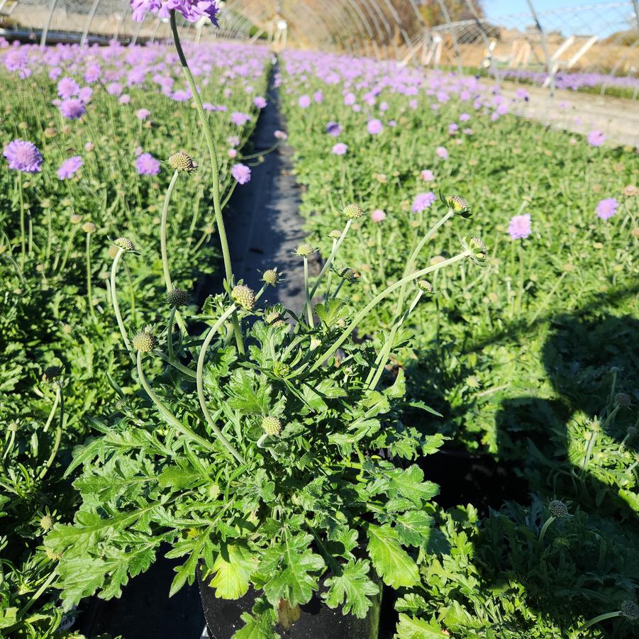 Scabiosa caucasica 'Butterfly Blue'