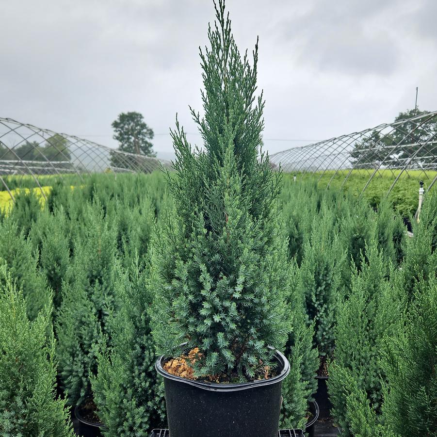 Juniperus chinensis Blue Point