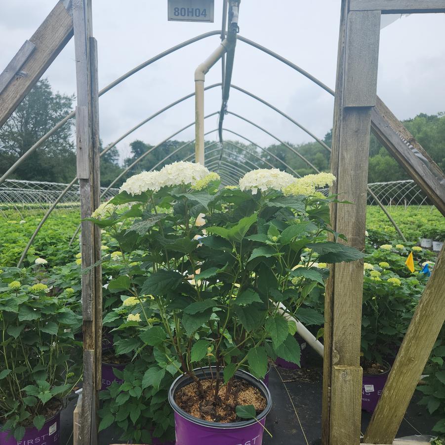 Hydrangea arborescens FlowerFull™