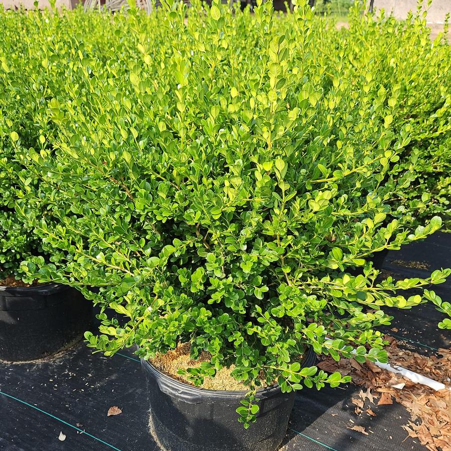 Buxus microphylla var. jap. 'Winter Gem'