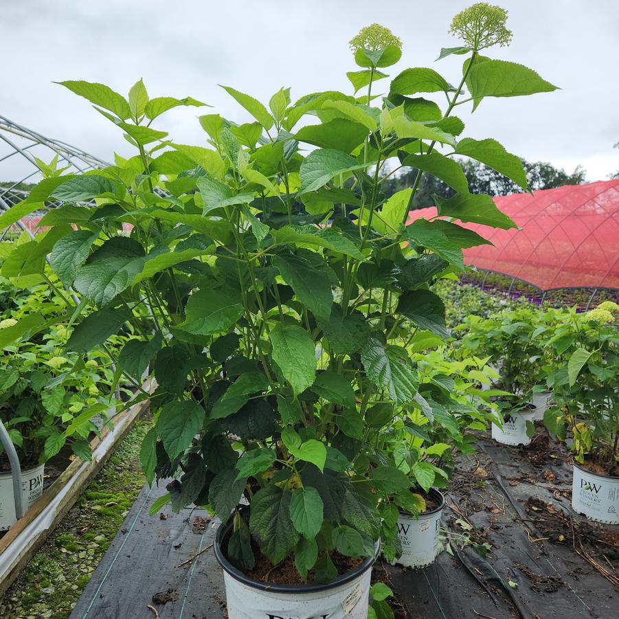 Hydrangea arborescens 'Annabelle'